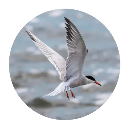 Bird Control