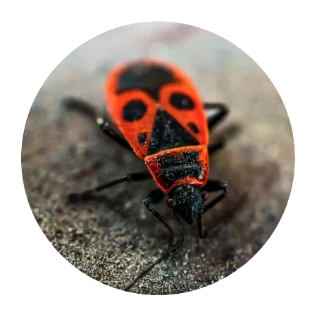 Crawling Insects
