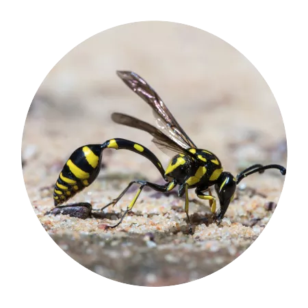Flying Insects